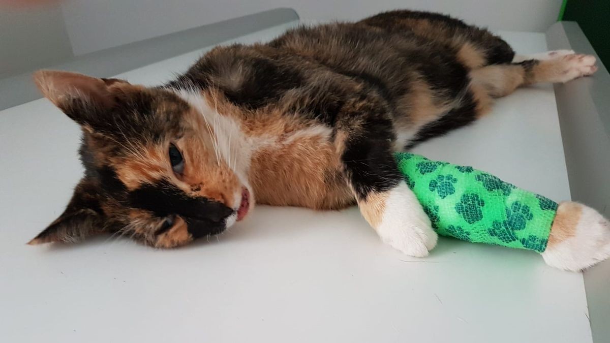 Die Katze war in einen Graben gestürzt und konnte sich nicht allein befreien. Sie war in eine tödliche Schlagfalle geraten. Die Katze zog die etwa 5 kg schwere Falle hinter sich her. Der Einsatz solcher Fallen ist gesetzlich verboten. 