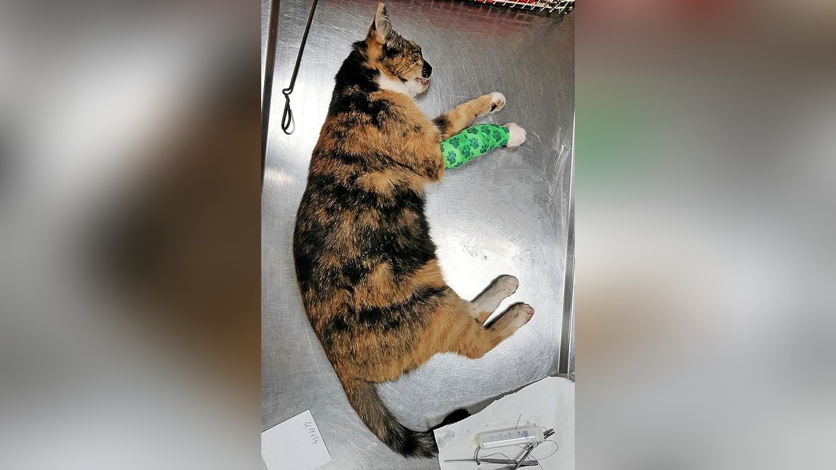 Sie war in eine tödliche Schlagfalle geraten. Die Katze zog die etwa 5 kg schwere Falle hinter sich her. Der Einsatz solcher Fallen ist gesetzlich verboten.