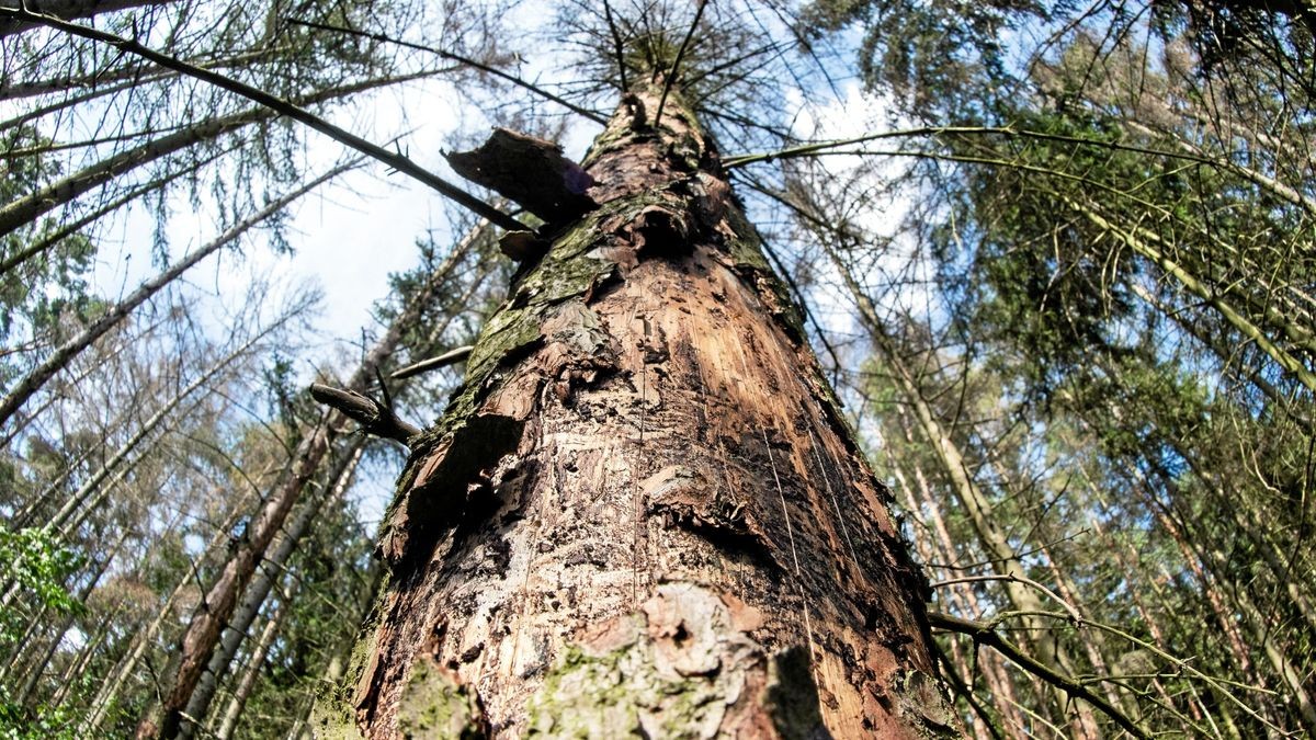 Kranke Bäume in einem Wald bei Holzdorf im Weimarer Land.