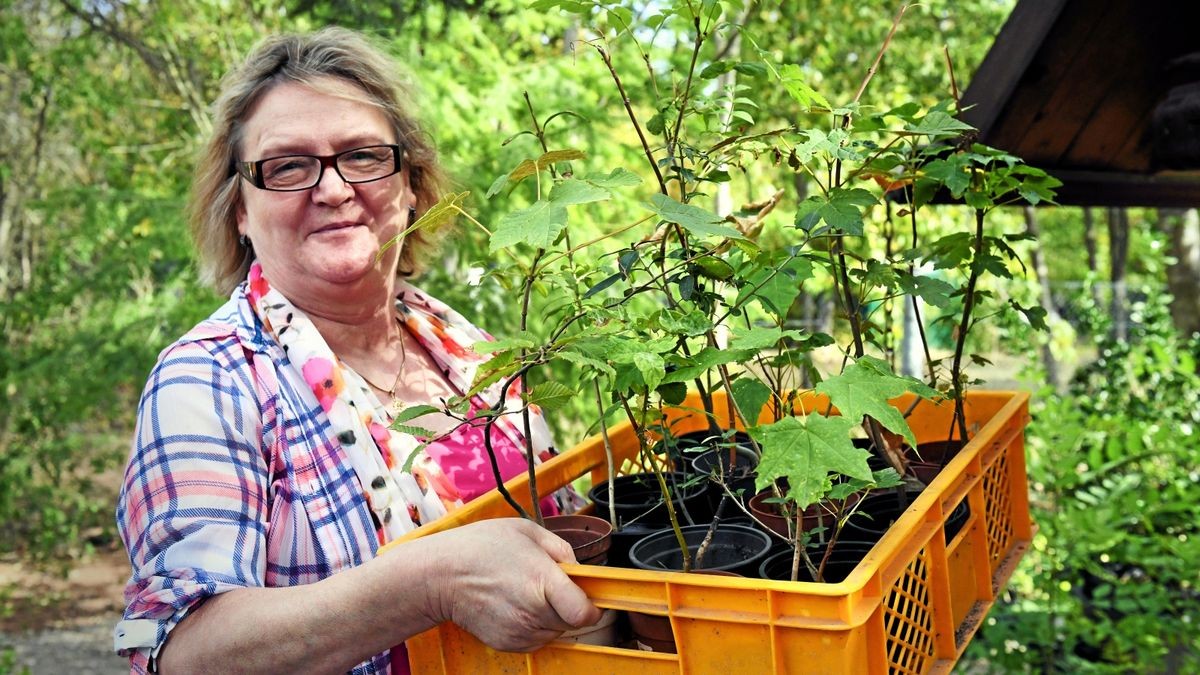 Kleine Bäumchen hat Andrea Fritsche, Vorsitzende des Vereins Initiative Landschaftspflege Weißensee, schon vorbereitet. Sie sollen am 3. Oktober zum 1. Einheitsbuddeln in Weißensee gepflanzt werden.