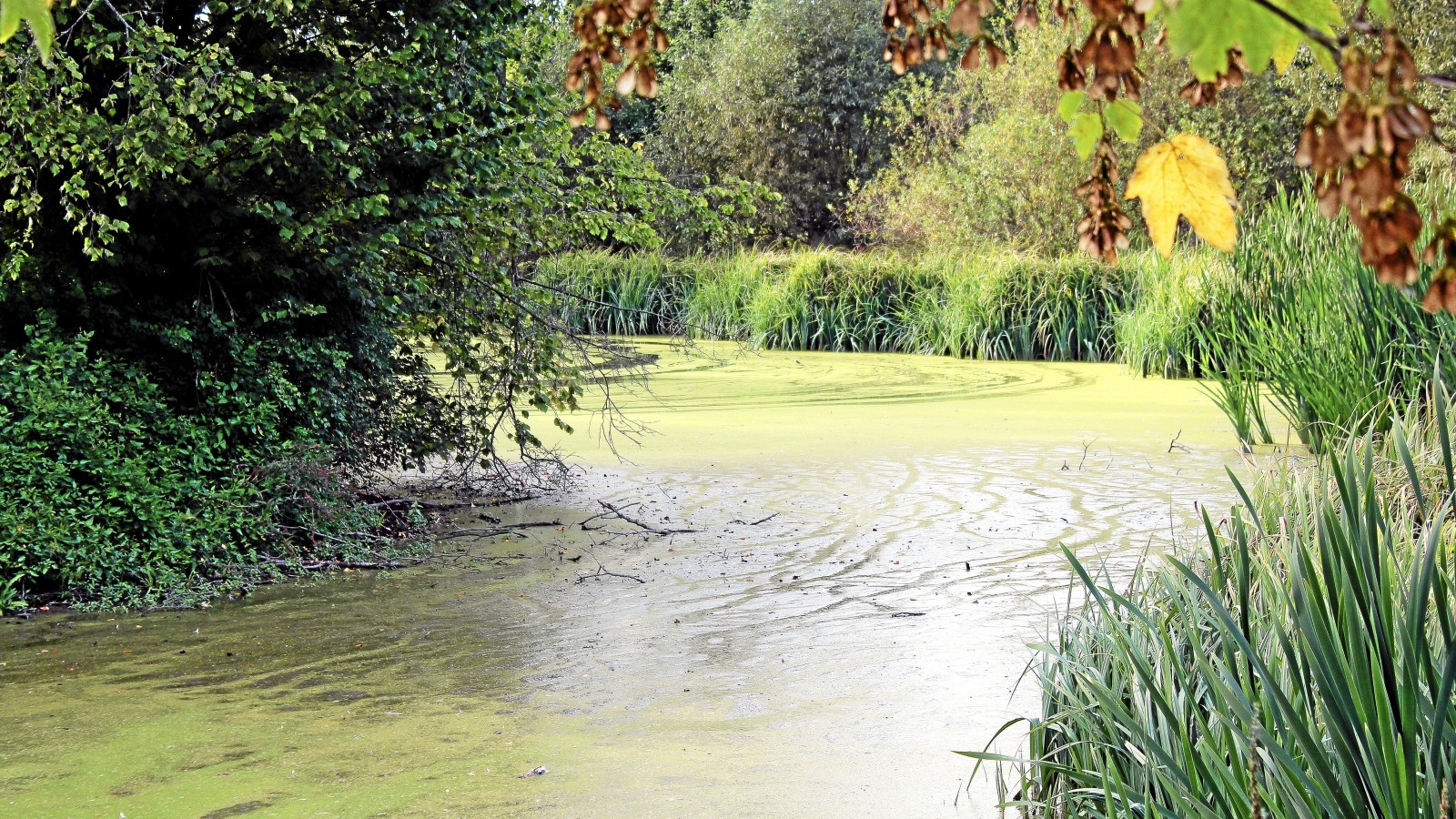Teure von TeichSchlamm in Dörnfeld