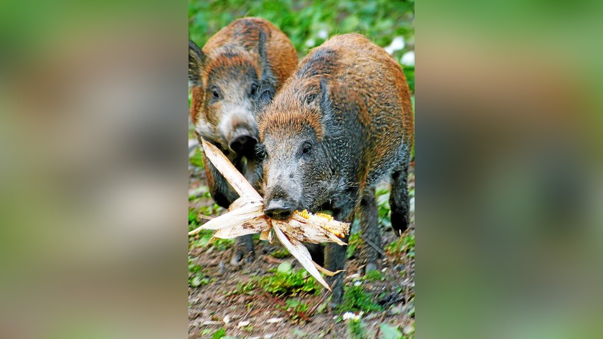 Nicht nur reife Maiskolben schmecken den Wildschweinen bestens. Futter finden sie auch in Menschennähe reichlich. Viele rücken bis in die Städte vor.