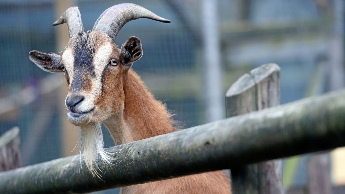 Dem Bock gelang mehrmals die Flucht.