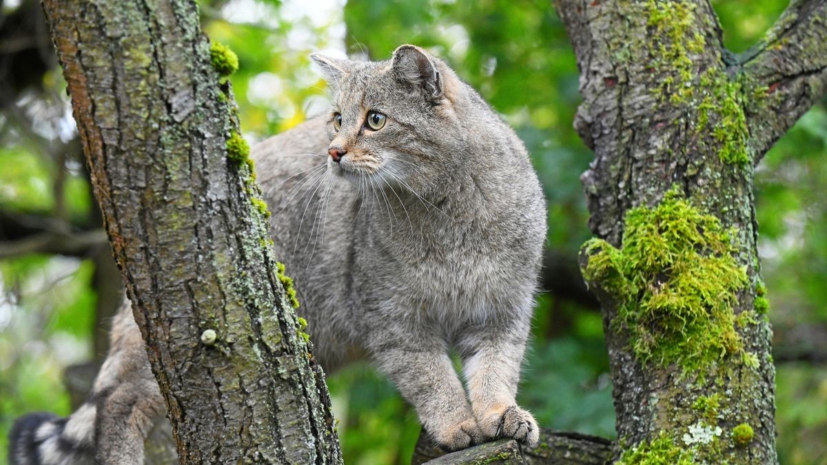 Bis heute gilt die Wildkatze  in Thüringen als stark gefährdet. Erkenntnisse über Wildkatzenvorkommen im Mittleren Saaletal und erste Nachweise in den Waldgebieten bei Jena gelangen durch die Arbeit des Nabu und die Auswertung von Totfunden durch das Phyletische Museum Jena. 