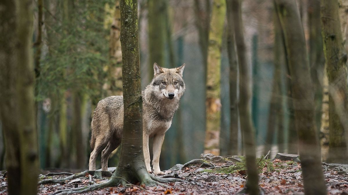 Die 2019 geborenen Wolfshybriden ließen sich bisher nicht lebend einfangen. (Symbolbild)