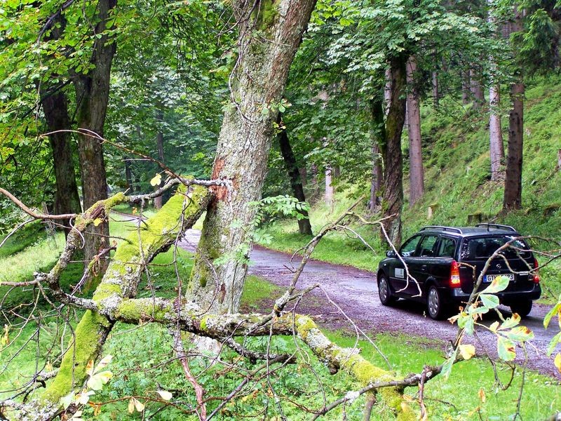 Gefahr durch herabfallende Äste im Stadtwald Eisenach stellt
