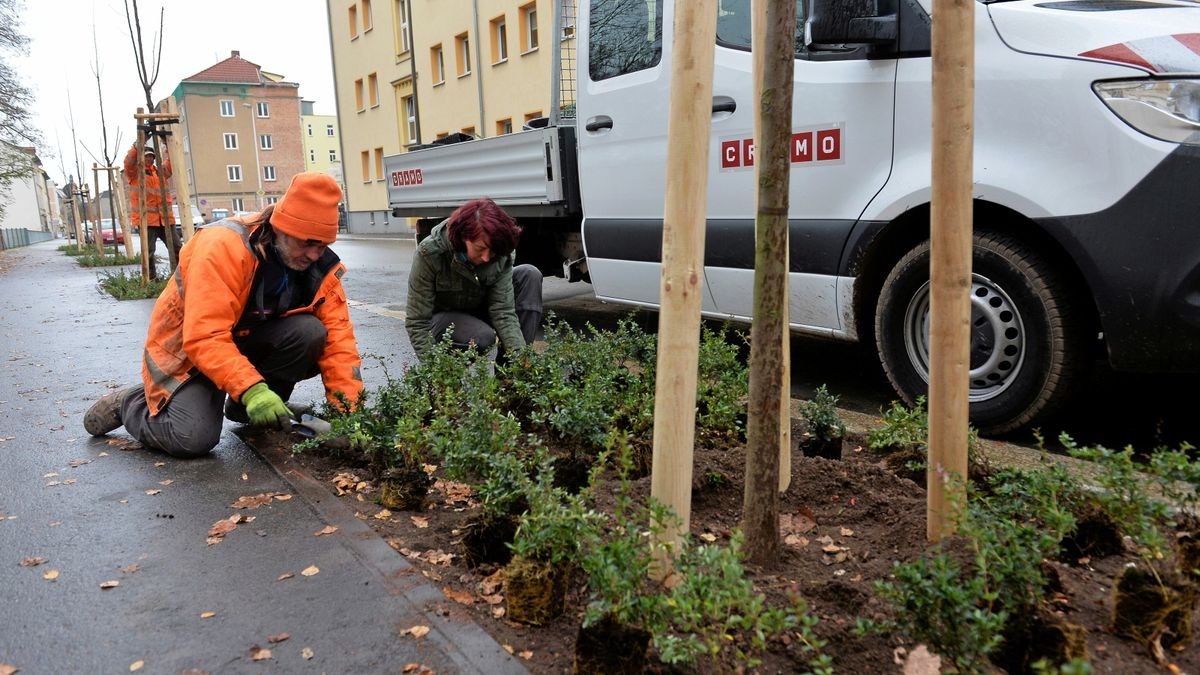 Neue Bäume für die Plauensche Straße in Gera