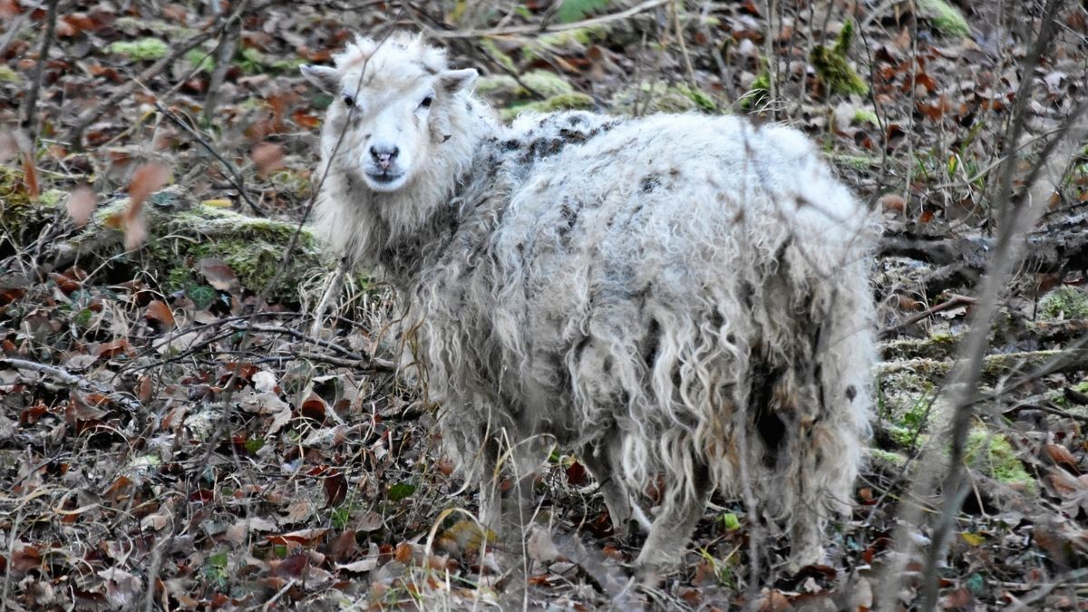 Dieses Schaf irrt im Hainich umher. Es ließ sich am Donnerstag erstmals fotografieren.