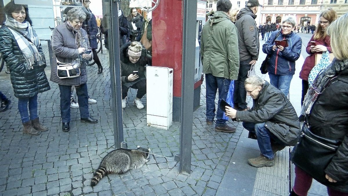 Der Waschbär war ein dankbares Fotomotiv.