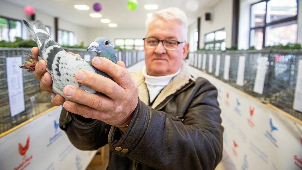 Brieftaubenzüchter Joachim Hoff mit seinem Standardvogel. Mit ihm ergatterte er 94 von 95 möglichen Punkten bei der Thüringenschau in Urbach. Zudem legte die Brieftaube in der diesjährigen Saison in zehn Flügen 3069 Kilometer zurück.