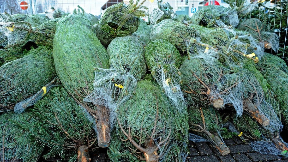 Die Täter entwendeten bis zu 40 für den Verkauf gedachte Weihnachtsbäume. (Symbolbild)