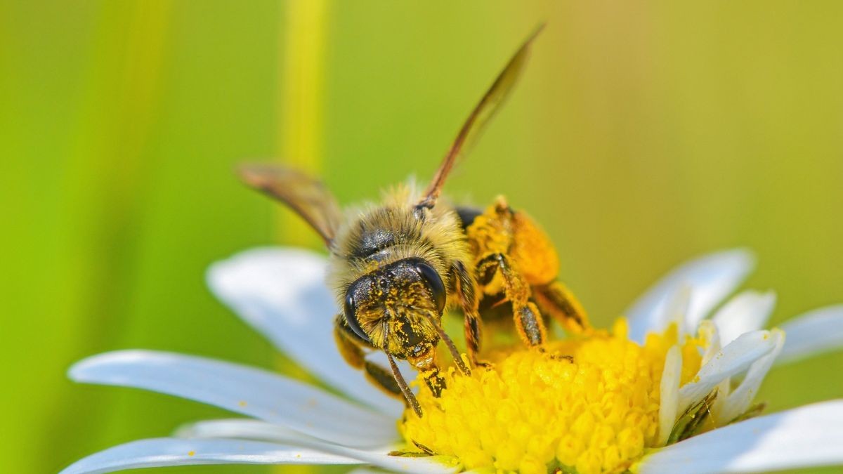 Die Experten bauen auf die Mauerbiene, die auch bei kühlen Temperaturen von Blüte zu Blüte fliegt.