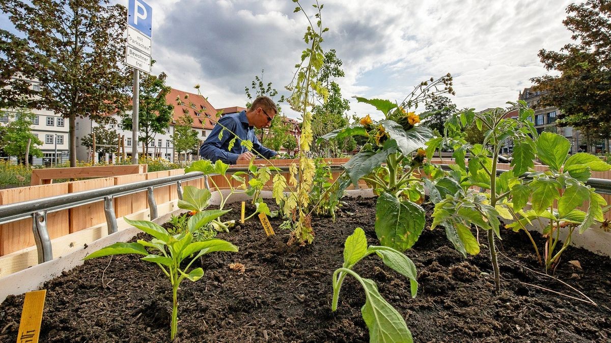 Vor zwei Jahren wurden Hochbeete am Hirschgarten aufgestellt. Im Rahmen eines Ideenwettbewerbs werden nun neue Standorte gefunden.