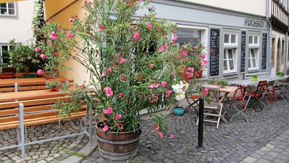 Der Oleander auf dem Fußweg am Füchsen hat nun das städtische Ordnungsamt auf den Plan gerufen. Dabei sind die Pflanzen seit Anfang November im Winterquartier. 