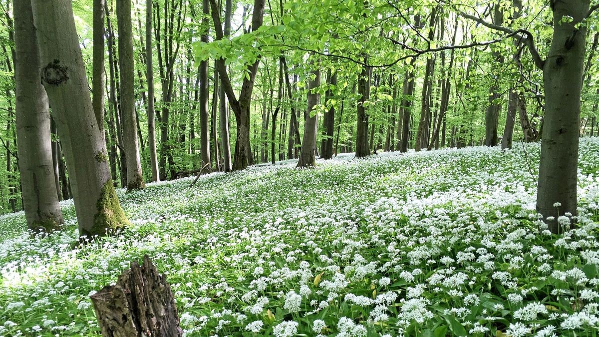 Im Naturpark Eichsfeld-Hainich-Werratal lässt sich derzeit an vielen Stellen Bärlauch pflücken. Daraus kann man auch leckeres Pesto herstellen. 