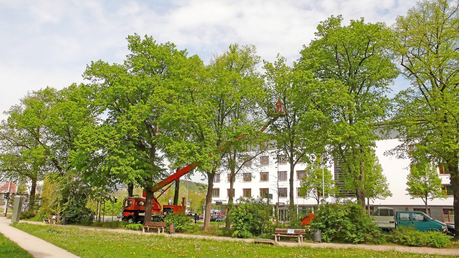 Baumschnitt in der Vogelschutzzeit am JenaplanPark