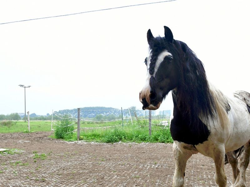 OsthausenWülfershausen Reitverein sucht dringend neue Fläche