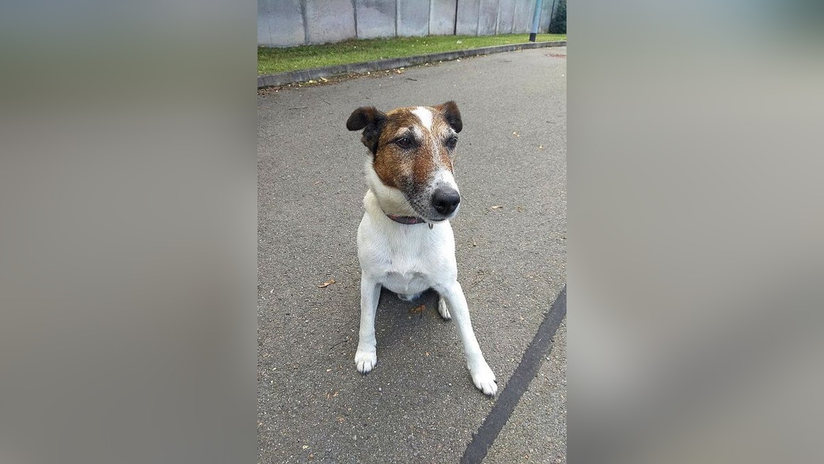 Polizeihund Lucky spielte bei der Kontrolle auf der A9 eine entscheidende Rolle. Denn obwohl ein Krimineller versuchte, seine feine Spürnase auszutricksen, ließ der Hund ihn auffliegen.