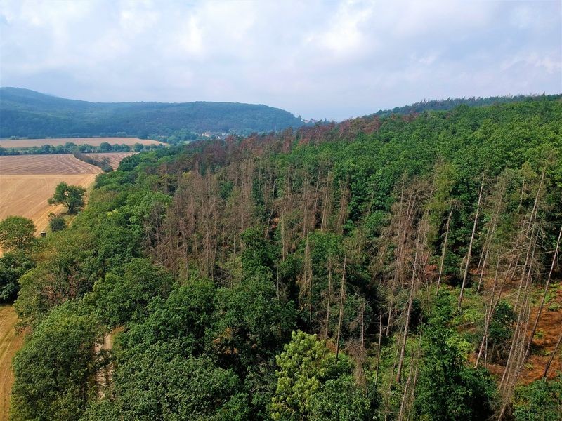 Auch viele Laubbäume unwiederbringlich zerstört