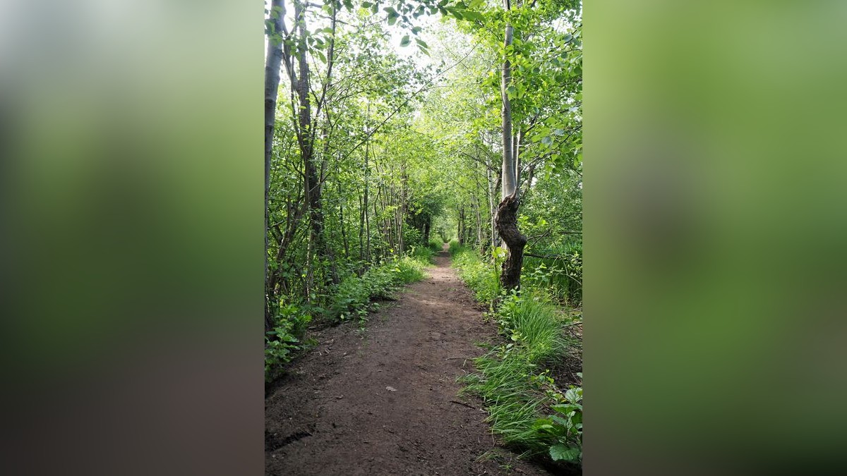 Wandern im Viehmoor in Leiferde Teiche, Wiesen und Wälder