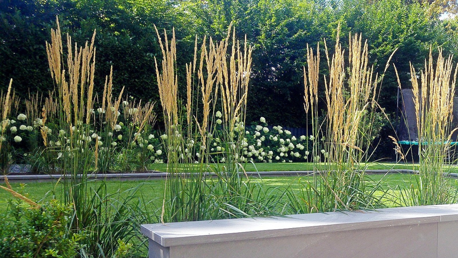 Kreis Olpe Wofür sich Reitgras im Garten besonders