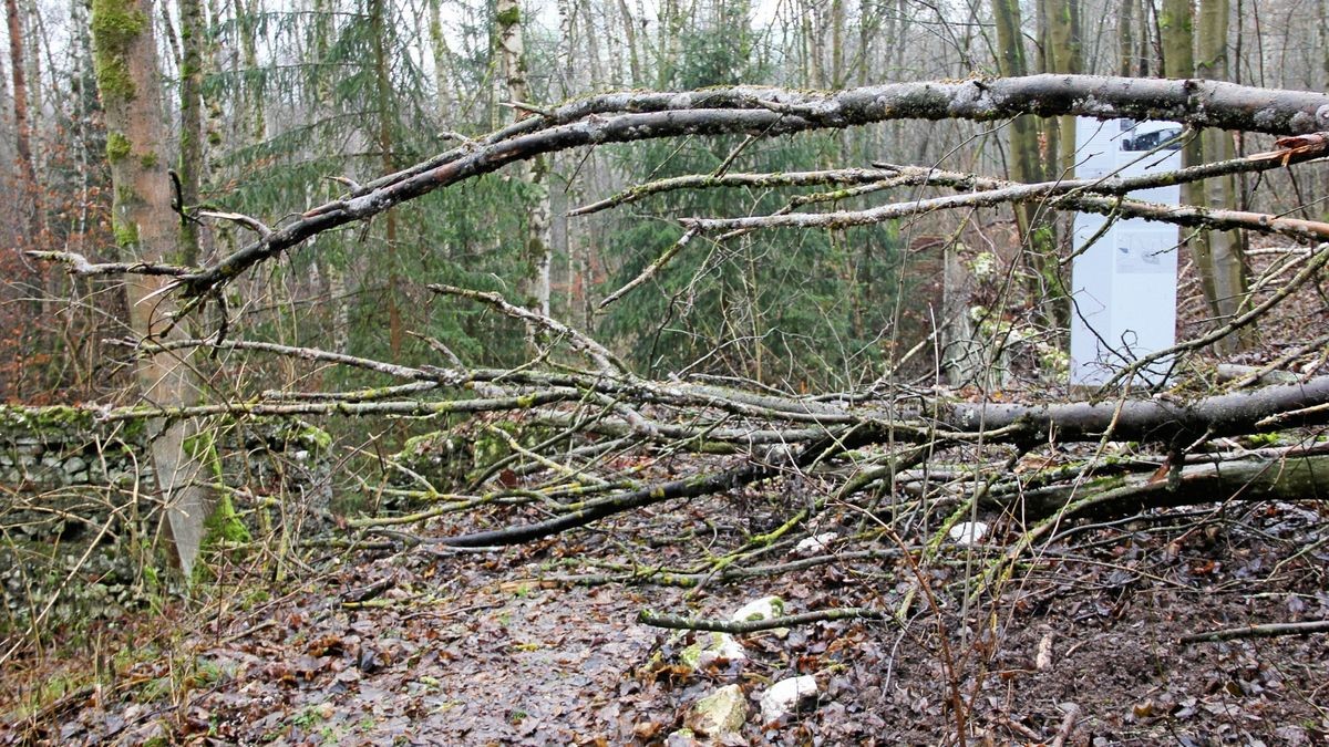 Das Gelände des ehemaligen KZ-Außenlagers Ellrich-Juliushütte ist teilweise schwer begehbar. In einem Ideenwettbewerb sollen Konzepte für eine Umgestaltung gefunden werden.