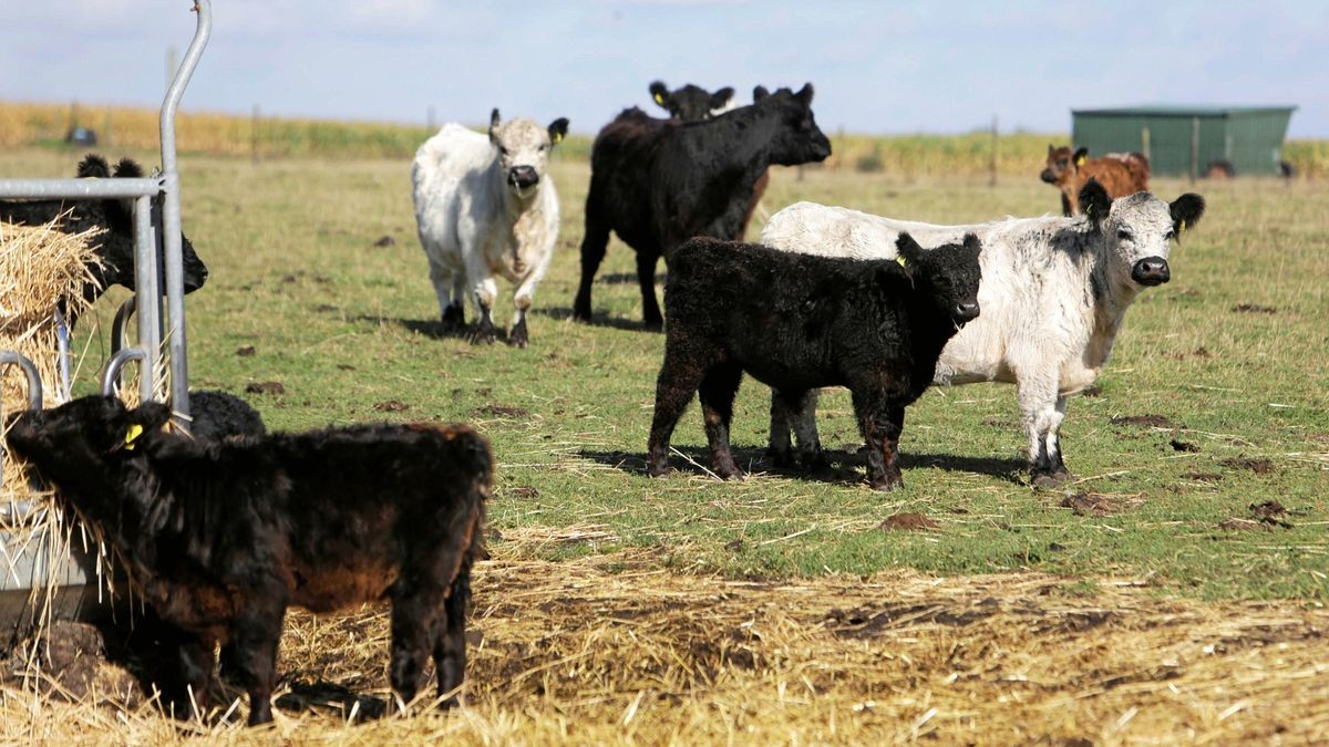 Galloway Rinder, wie diese bei Weeze, standen bei Bellstedt im Kyffhäuser-Kreis auf der Weide, als ein Unbekannter ein Kalb niederstach.