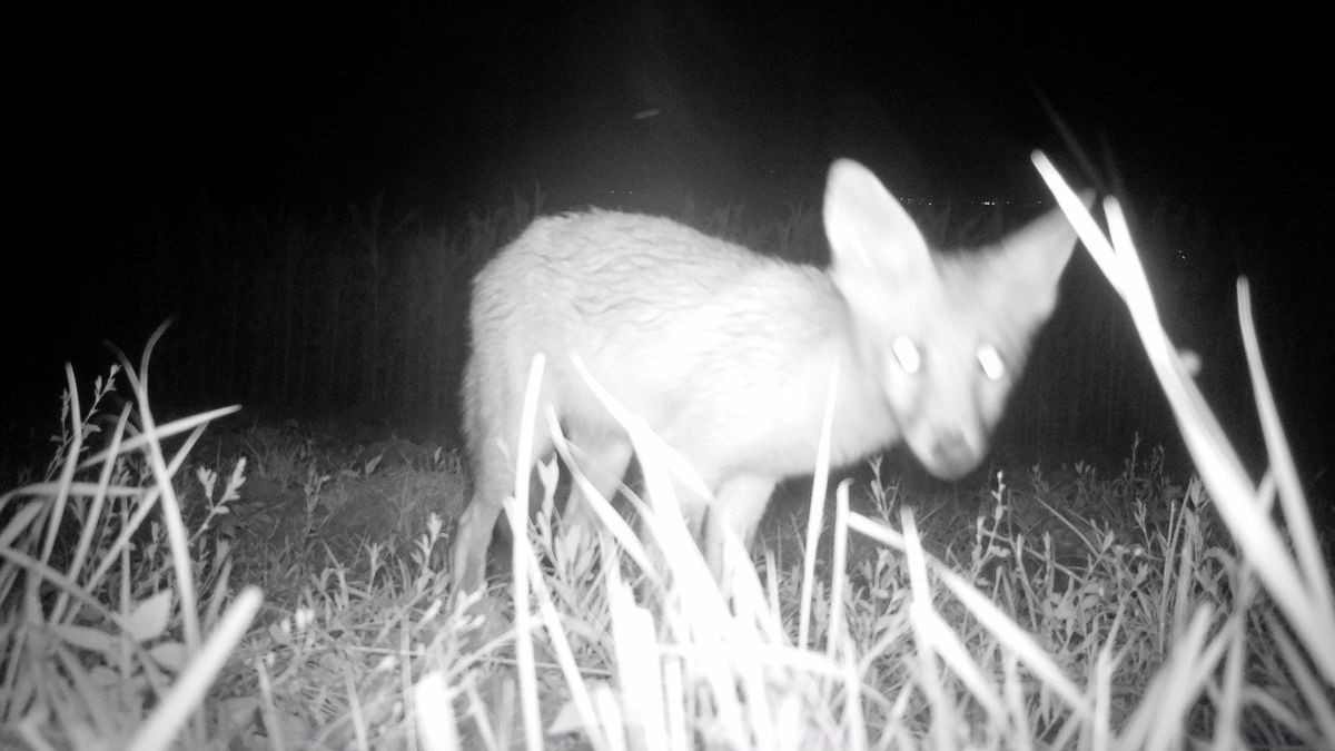 Nach den Aufnahmen einer Wildtierkamera besteht für Weimars Stadtjäger Ralf Mende kein Zweifel mehr: Nördlich von Schöndorf leben Goldschakale.