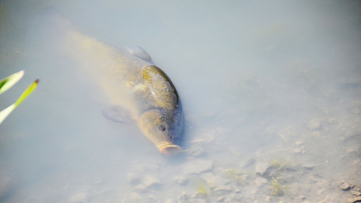 Fische in AngelhausenOberndorf dem Tod nahe
