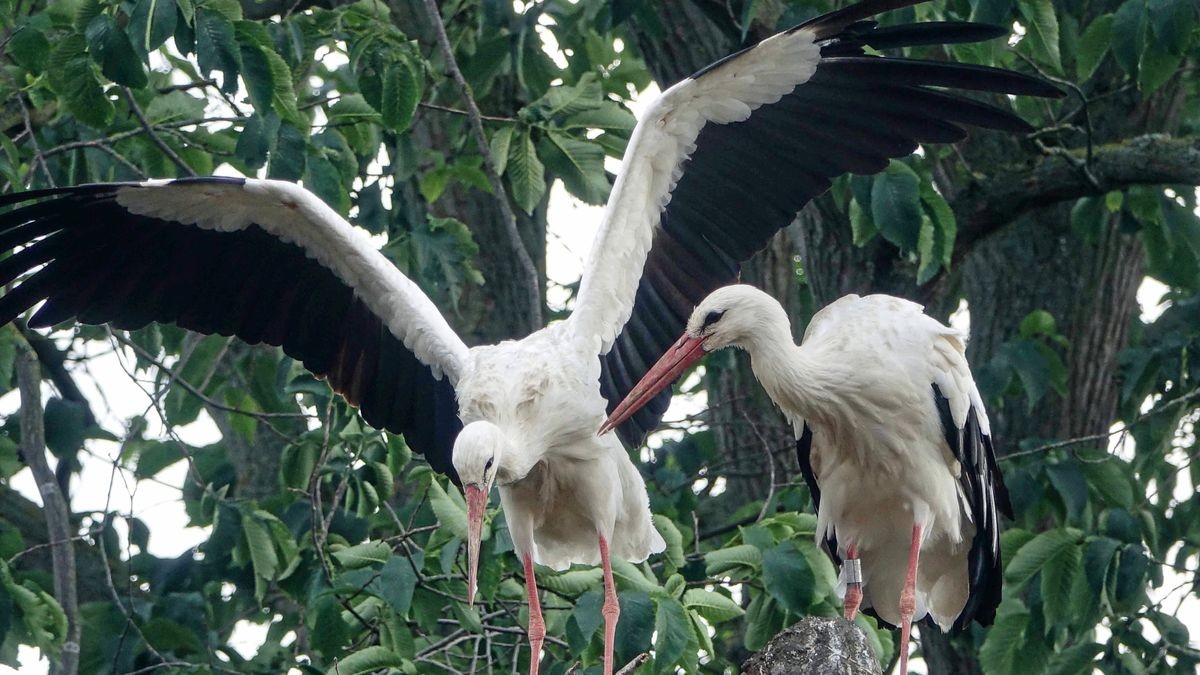 Auf dem alten Friedhof von Berka/Werra hat ein junges Paar seinen Horst auf einer Trauerbuche gebaut. Mindestens ein Brutpartner war mit zwei Jahren noch jung, was über seinen Vogelwarten-Ring zu erkennen war.