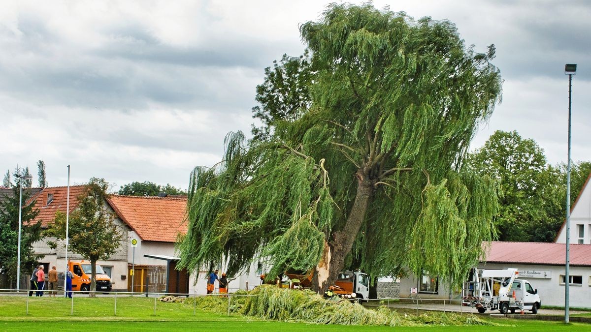 Die Trauerweide am Sportplatz in Bollstedt muss gefällt werden. Sturmtief Kirsten riss dem Baum einen riesigen Ast raus.