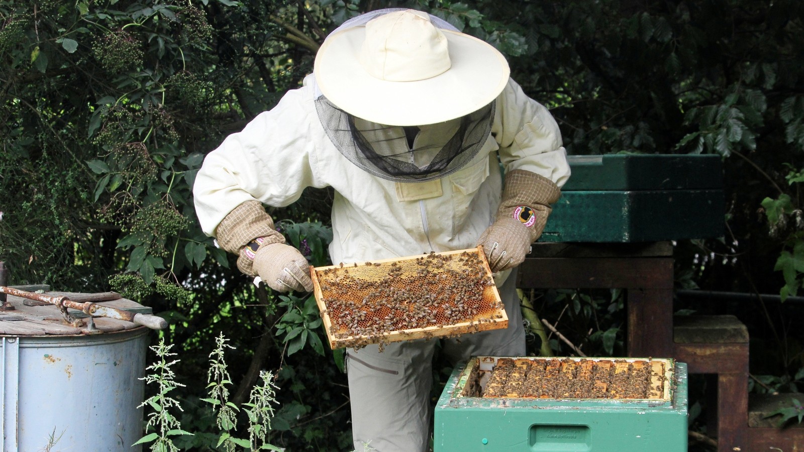 Arnsberg um die Bienen auf dem Immenhof