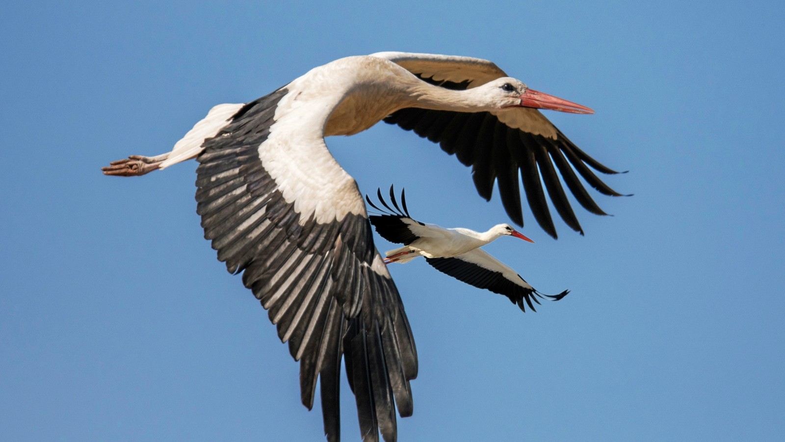 Wann Fliegen Die Störche In Den Süden www.waz.de