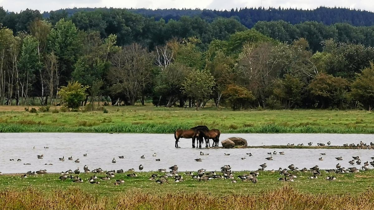 Im Projekt Wilde Weiden im Naturschutzgebiet Dankmarshäuser Rhäden sind die Rinder vom Eigentümer eingesammelt, die Exmoor-Ponys des bisherigen Pächters noch auf der Fläche. 