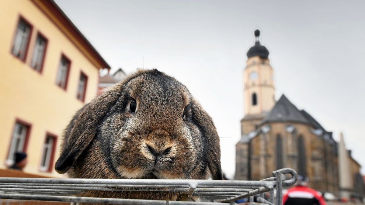 Beim Taubenmarkt in Buttstädt im Jahre 2019 wurden neben dem Federvieh  auch Mümmelmänner wie dieser Zwergwidder angeboten.