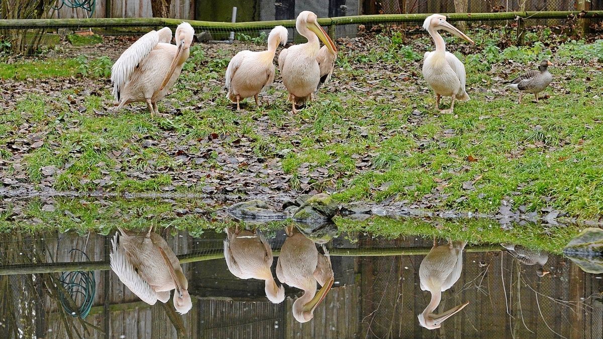 Auch die Pelikane müssen im Gothaer Tierpark nun zunächst bis zum 10. Januar ohne Publikum auskommen.