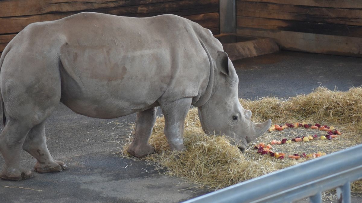 Das Nashornbaby im Thüringer Zoopark in Erfurt heißt Tayo. Das haben die Besucher des Zoos bei einer Abstimmung entschieden. OB Bausewein taufte den kleinen Bullen mit einem Glas Wasser.