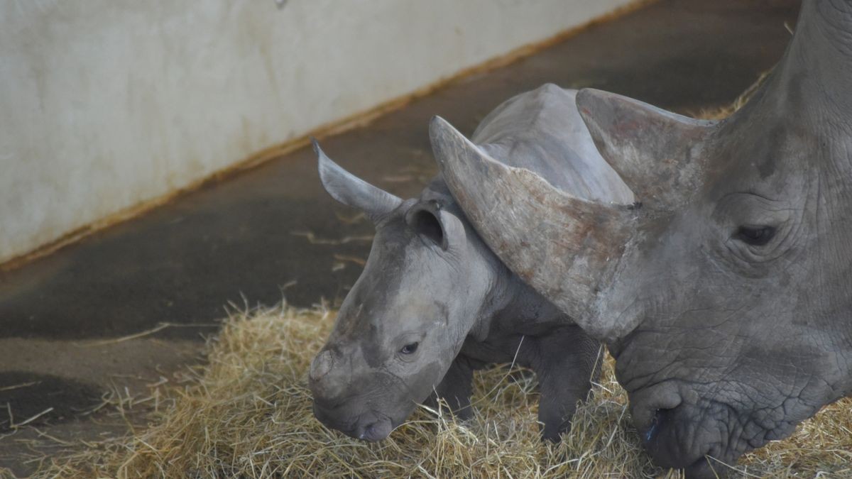 Das Nashornbaby im Thüringer Zoopark in Erfurt heißt Tayo. Das haben die Besucher des Zoos bei einer Abstimmung entschieden. OB Bausewein taufte den kleinen Bullen mit einem Glas Wasser.