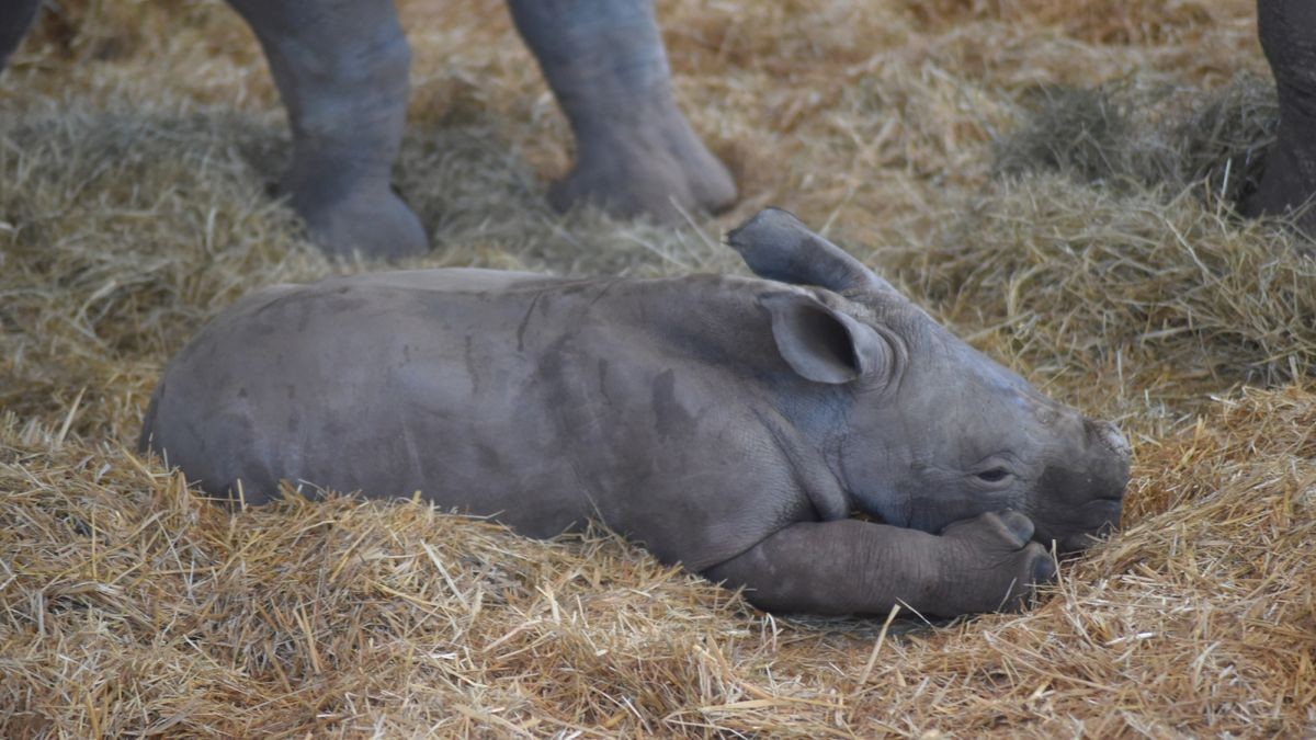 Das Nashornbaby im Thüringer Zoopark in Erfurt heißt Tayo. 