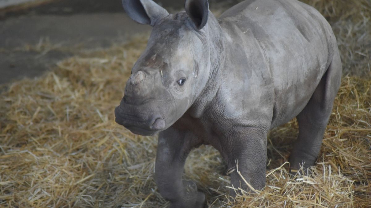 Das Nashornbaby im Thüringer Zoopark in Erfurt heißt Tayo. Das haben die Besucher des Zoos bei einer Abstimmung entschieden. OB Bausewein taufte den kleinen Bullen mit einem Glas Wasser.