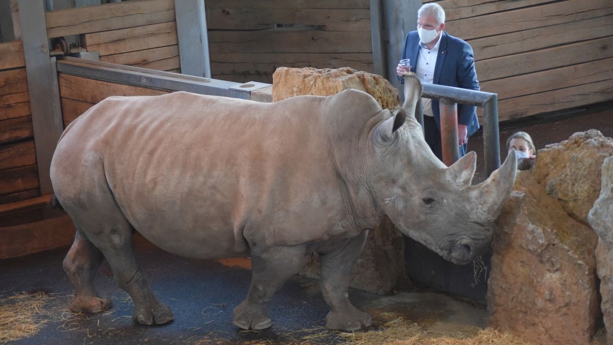 Das Nashornbaby im Thüringer Zoopark in Erfurt heißt Tayo. Das haben die Besucher des Zoos bei einer Abstimmung entschieden. OB Bausewein taufte den kleinen Bullen mit einem Glas Wasser.