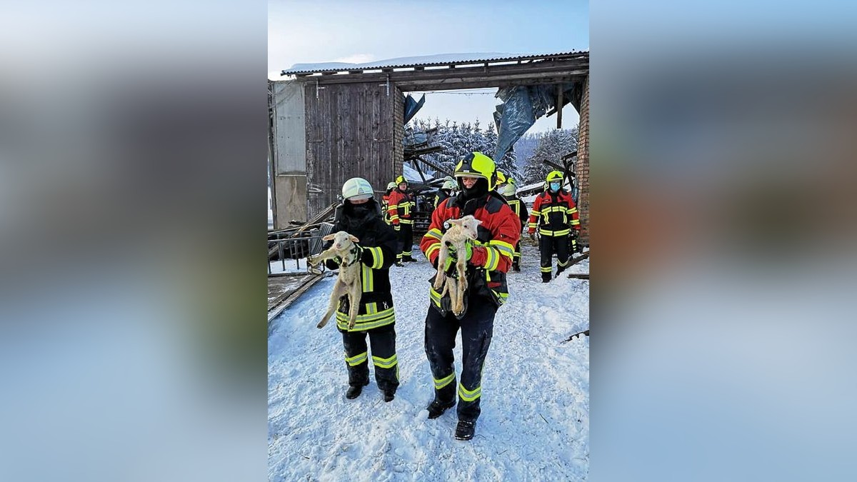 Die Einsatzkräfte der freiwilligen Feuerwehren retten die meisten Schafe nach dem Einsturz des Stalldaches.