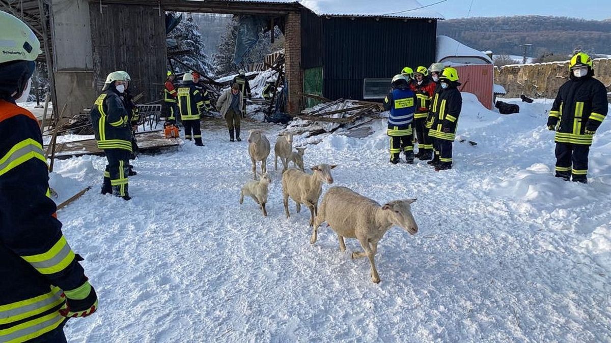 In Lipprechterode im Landkreis Nordhausen ist am Dienstag ein Scheunendach unter der Schneelast eingestürzt. In der Scheune waren Hunderte Schafe untergebracht.