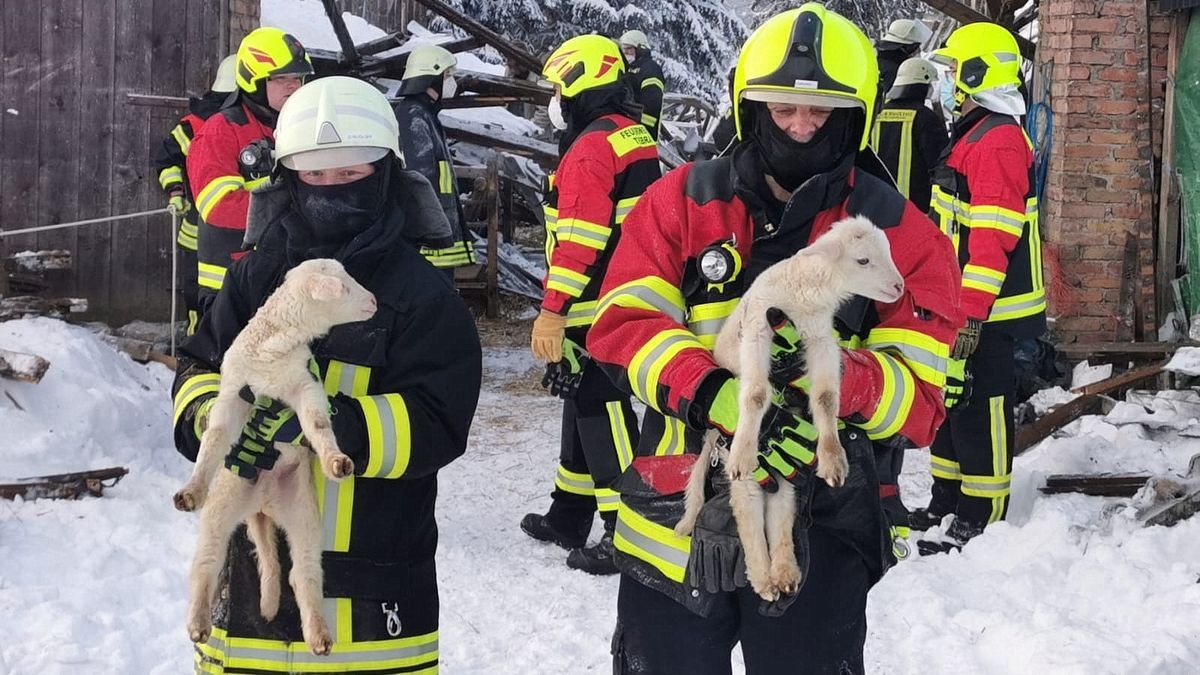 Die Feuerwehr konnte 350 Tiere retten.