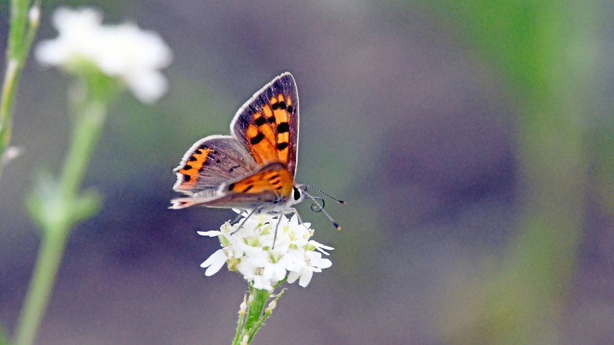 Eine Biodiversitätsstrategie für den Kreis Kleve