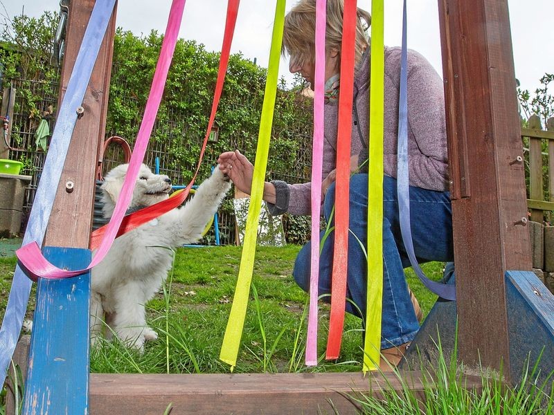 Hattingen: Kindergarten für Welpen hilft in der Corona-Zeit