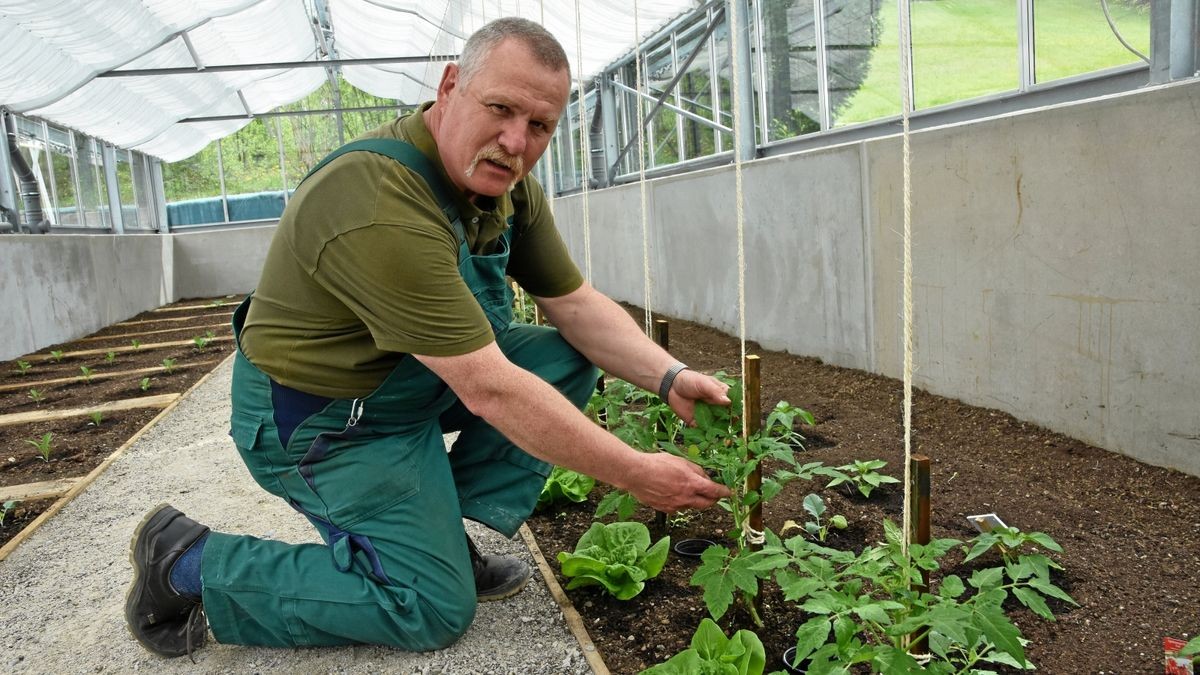 „Die letzte der Eisheiligen kommt noch.“ - Gärtner Frank Schmidt pflanzt derzeit Gemüse im nagelneuen Gewächshaus am Willkommenscenter des Saalfelder Bergfried-Parks, einem Außenstandort der Bundesgartenschau Erfurt 2021.