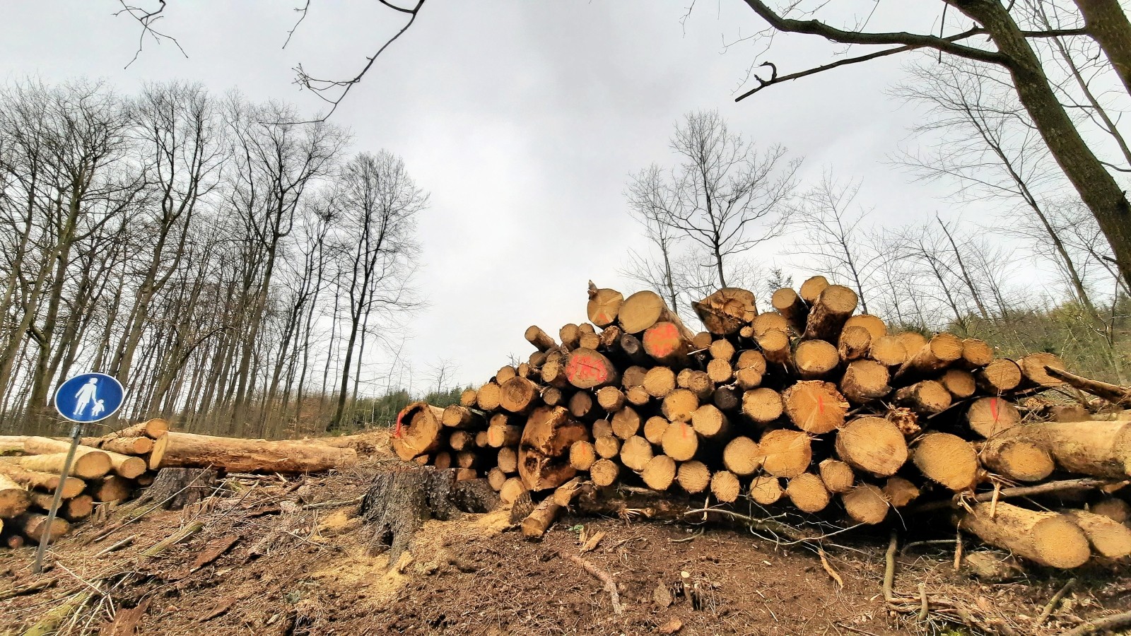 Iserlohner Waldbauer „Ohne China wäre Holz vergammelt“