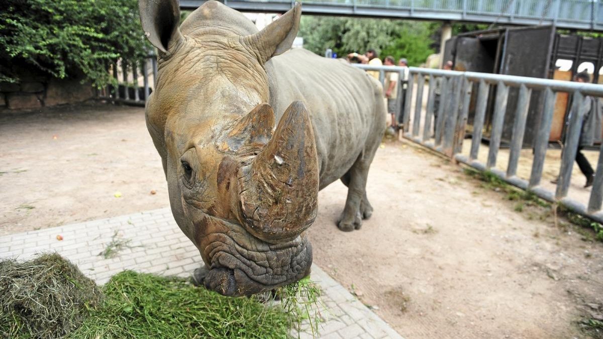 Nashornbulle Dino verlässt den Erfurter Zoopark. 