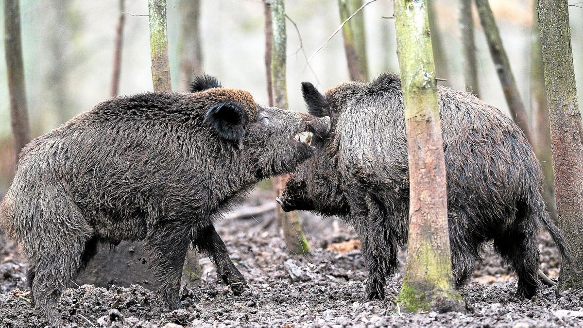 Die Wildschwein-Population wächst seit Jahren in ganz Deutschland.